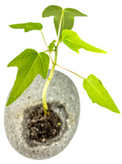 jeune papayer dans galet troué, fond blanc