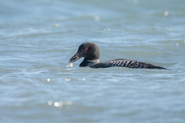 Loon or loony swims in water