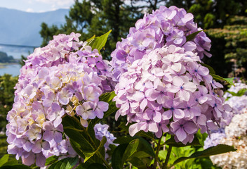 Hydrangea flowers