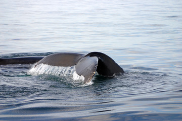 Fototapeta premium Tail fin of a gray whale in Atlantic..