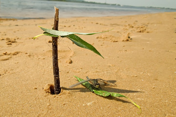 relax on the beach