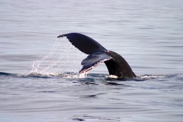 Fototapeta premium Tail fin of a gray whale in Atlantic..