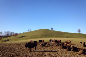 Bisonherde vor Hügel