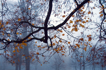Autumn tree in the fog