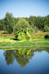 Fototapeta premium Green Forest and River
