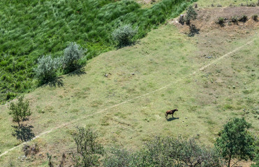 single cow seen from ancient rock-hewn town called Uplistsikhe in Georgia