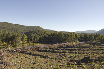 Timber industry in Chile