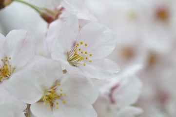 桜の蕾