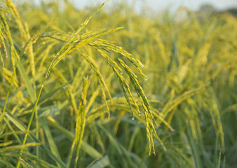 Rice spike in rice field