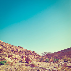 Fototapeta premium Negev Desert