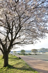 Obraz premium 桜の蕾