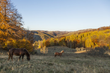 horses on hill