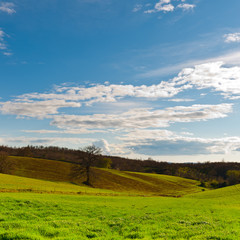 Fototapeta premium Meadows of Tuscany