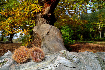 Chestnut (Castanea sativa) on wood of chestnut tree