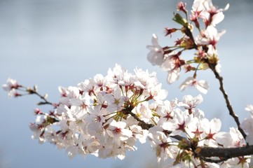 桜咲く河岸
