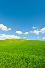 Obraz premium Green Meadows