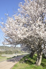 Naklejka premium 桜咲く春の散歩道