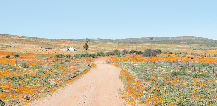 Flower landscape near Garies