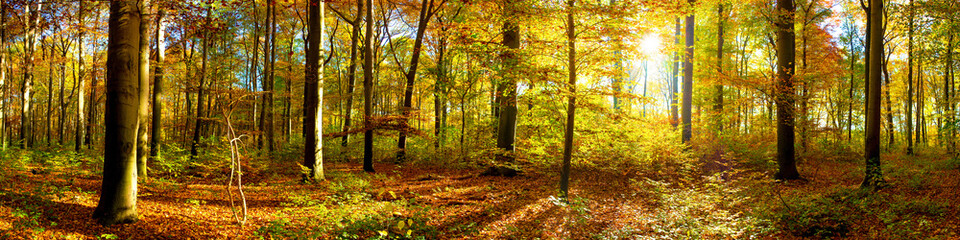 Wald Panorama mit Sonnenstrahlen © Günter Albers