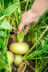 Hand dragging young turnip