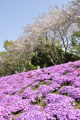 Obraz premium 芝桜と桜 