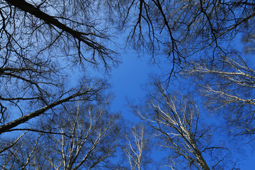 Naked trees in the sky.