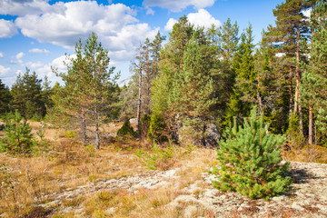 Wild natural landscape, forest edges in Karelia