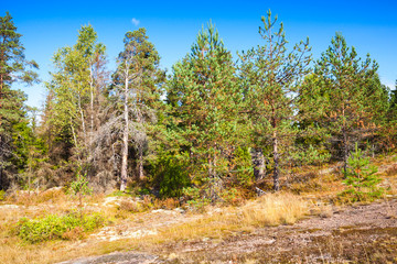 Fototapeta premium Wild natural landscape, forest edge in Karelia