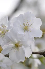 Stickers pour porte Fleur de cerisier 白い桜