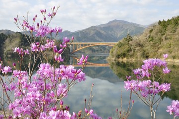 ミツバツツジ咲く湖畔