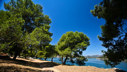 Trees at the coast line in   Peloponese in Greece