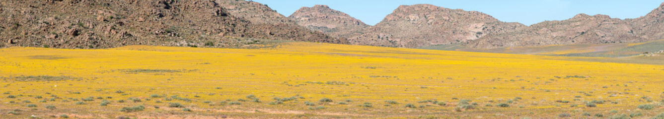 Panorama of flowers in Goegap Nature Reserve