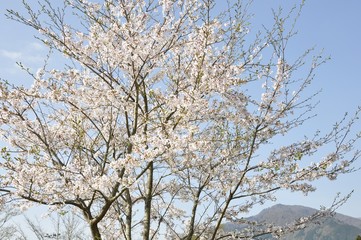 桜と丹沢の山