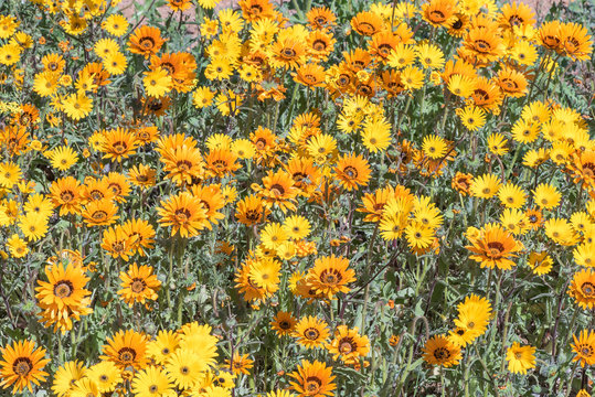 Yellow and orange daisies