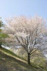 Naklejka premium ヤマザクラの大木 