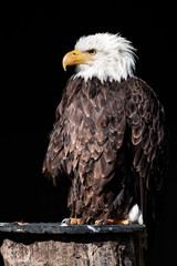 weißkopfseeadler