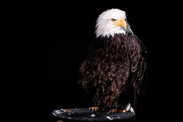 weißkopfseeadler