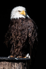 weißkopfseeadler