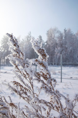 Fototapeta na wymiar First frost in the morning