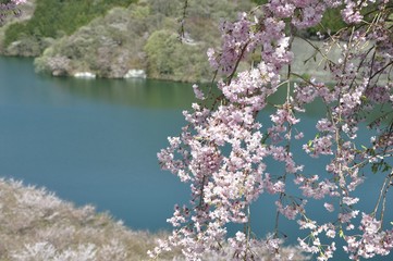 湖畔に咲く枝垂桜