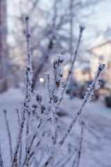 First frost in the morning
