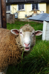 Sheeps in a meadow in the mountains ..