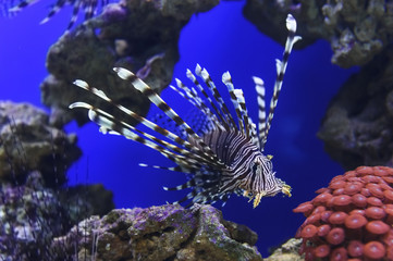 Lionfish with striped pattern on body swims near stones and coral reef underwater, sealife, selective focus 