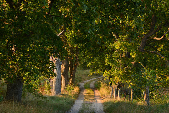 Fototapeta Magic autumn road to forest wih old colorful trees