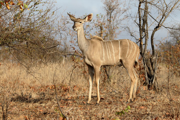Naklejka na ściany i meble Greater Kudu, Tragelaphus strepsiceros