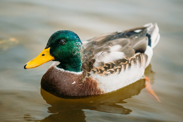 Wild duck swimming in river.