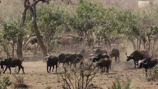 Large herd of African buffaloes (Syncerus caffer) moving through the African bush, Kruger National Park, South Africa