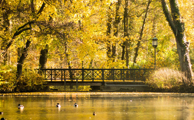 Goldener Herbst am Teich