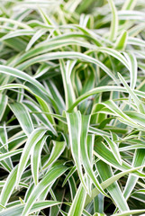 Bichetii Grass (Scientific Name : Chlorophytum bichetii)