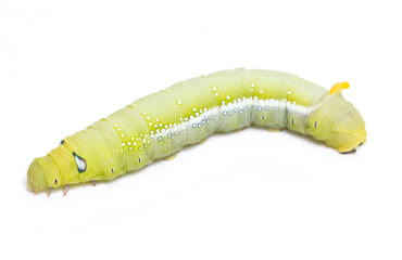 Caterpillar Oleander Hawk-moth (Daphnis nerii) Isolated on White.